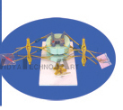 The microstructure model of vegetative nervous (attach with general remarks)